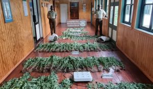 Mujer quedó en prisión preventiva tras ser detenida con más de 3 kilos de marihuana y 330 plantas