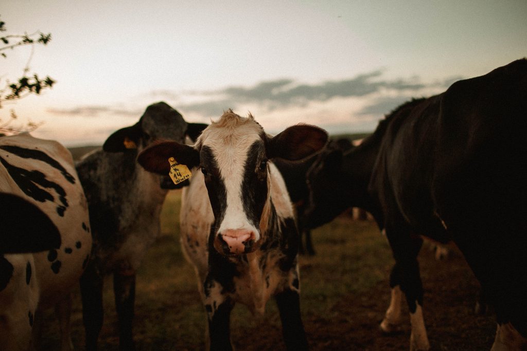 SEREMI de Agricultura confirma que en los próximos días se declararía Emergencia Agrícola en Los Ríos