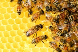 Rinden pruebas por eventual daño ambiental tras mortandad de abejas en Mariquina