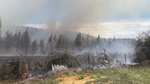 Más de 200 hectáreas quemadas lleva incendio forestal que afecta a tres sectores de Paillaco