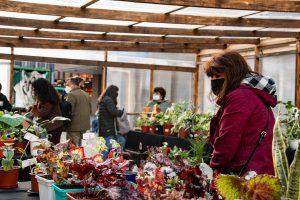 Iniciativa “Invernadero Comunitario” estará hasta el 30 de abril en calle Letelier de Valdivia