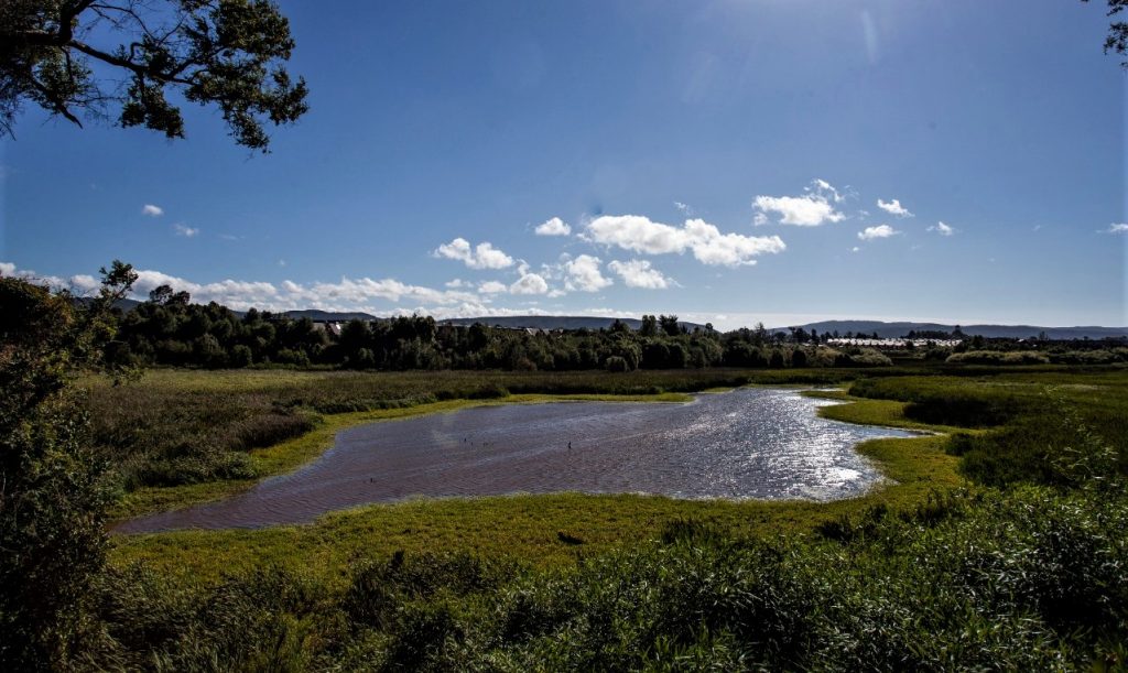 Aprueban la creación del primer Comité Comunal de Humedales en Valdivia