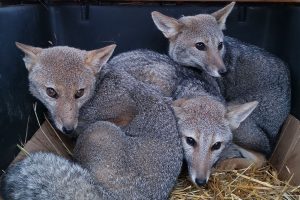 Futrono: Familia de zorros chilla fue reinsertada a la vida silvestre