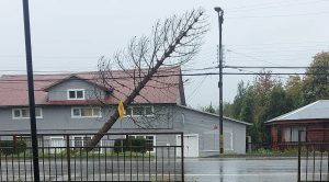 Caídas de árboles, voladuras de techo y unos 20 mil clientes sin electricidad deja temporal en Los Ríos