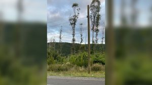 Llaman a la precaución a conductores por postes mal instalados en la Ruta Paillaco-Valdivia