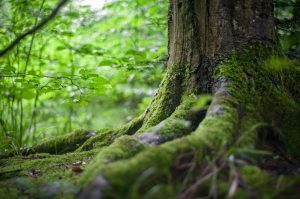 Municipalidad de Valdivia solicitó administrar el nuevo Santuario de la Naturaleza Llancahue