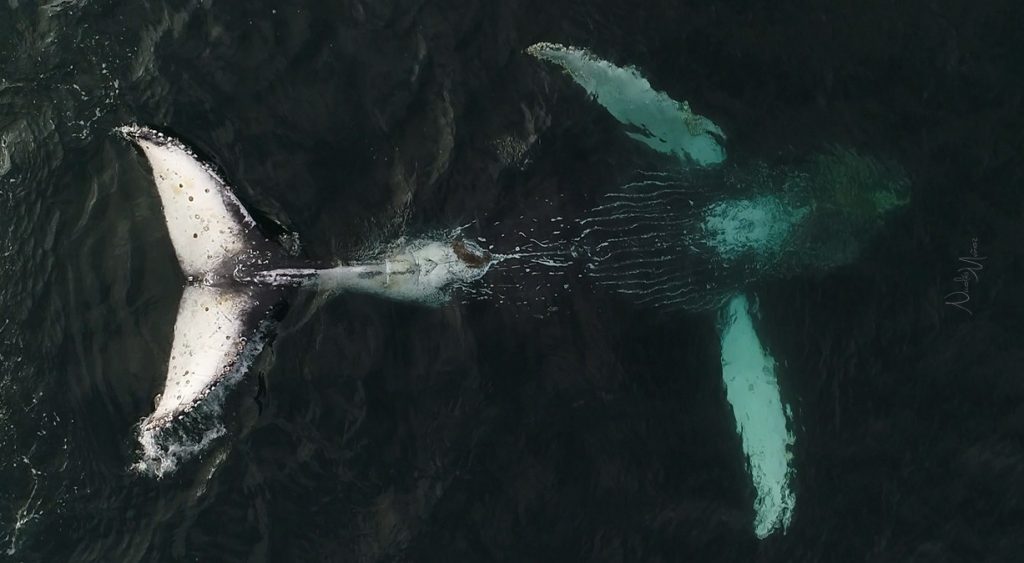 Las millonarias multas por no respetar distancias de observación de ballenas en Valdivia y Corral