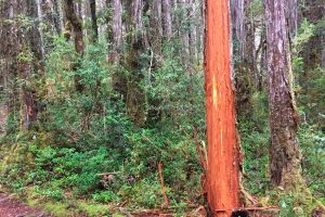 Cierran temporalmente el Parque Nacional Alerce Costero tras vandalización de turistas