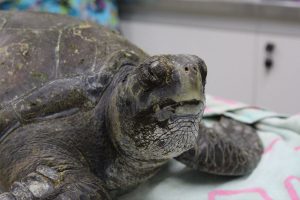 Rehabilitarán a tortuga que fue rescatada en las costas de Valdivia