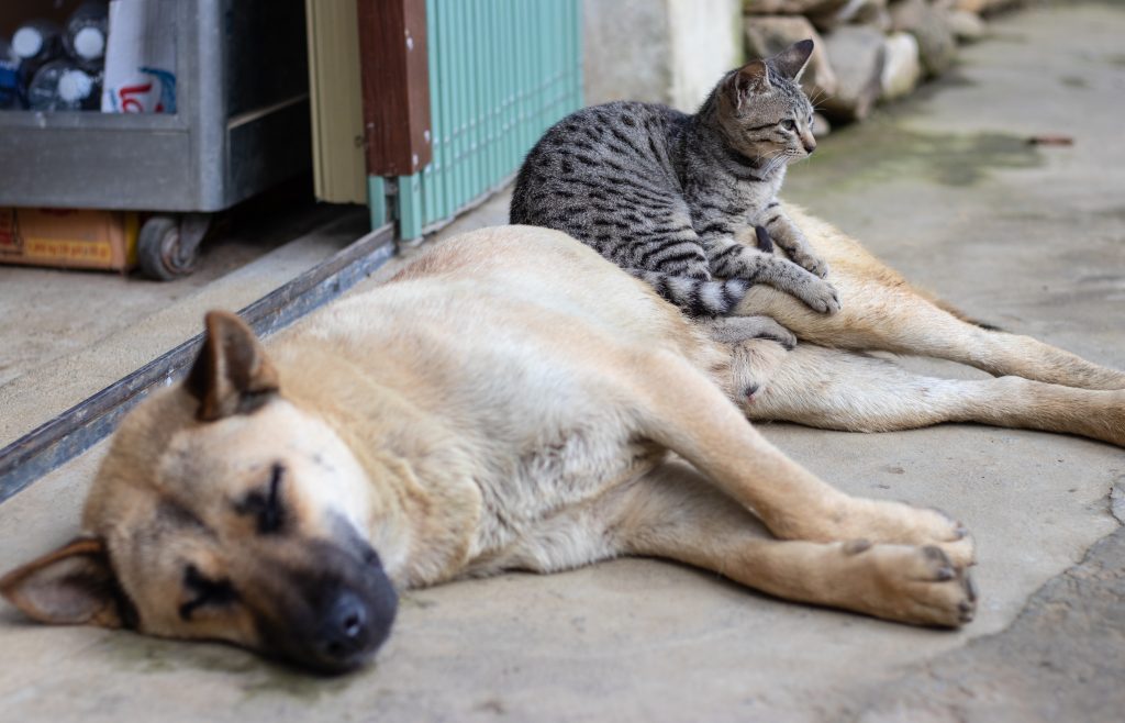 Municipio de Panguipulli denunció en Fiscalía presunto envenenamiento de perros y gatos en Melefquén